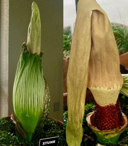 It's hard to predict when The Huntington stinky plant that smells like carnage will bloom