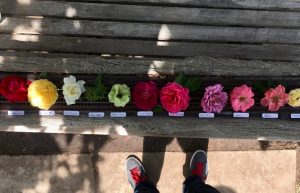 The Huntington assorted roses