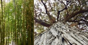 Interesting trees at The Huntington