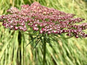 Closeup of flowers at The Huntington