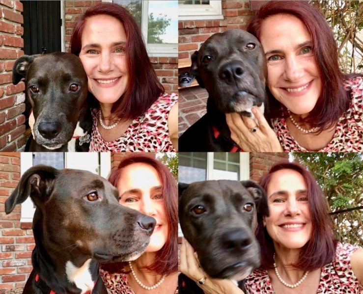 4 headshot photos of da-AL with her labrador pit bull mix dog
