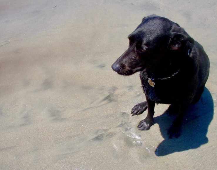 Lola our black Labrador mix dog at the beach.