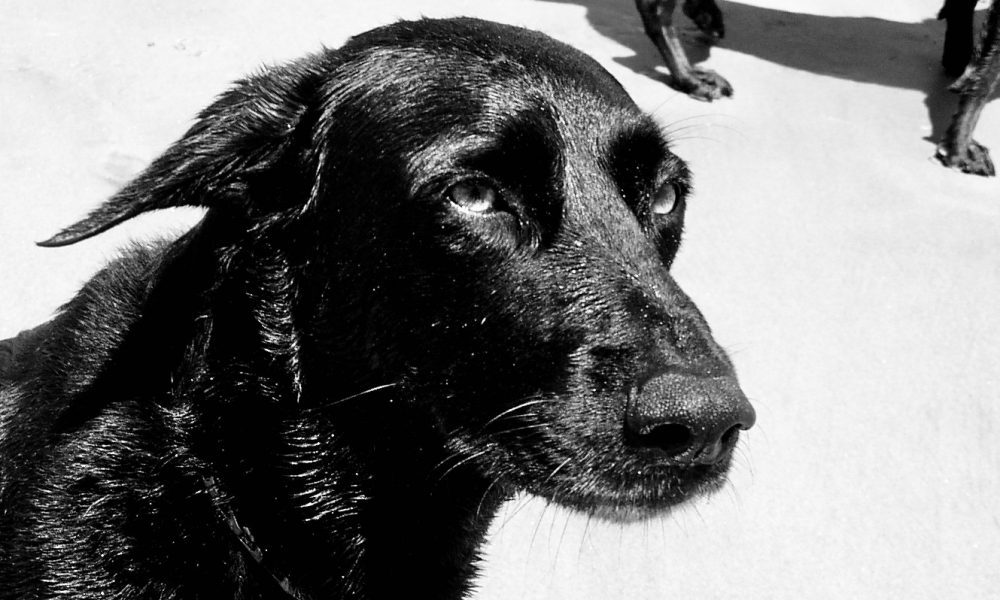 Lola, our black Labrador mix dog, is sorely missed.
