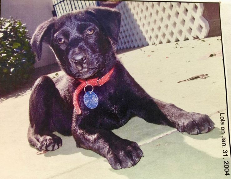 Lola our black Labrador mix dog when she was only a few months old.