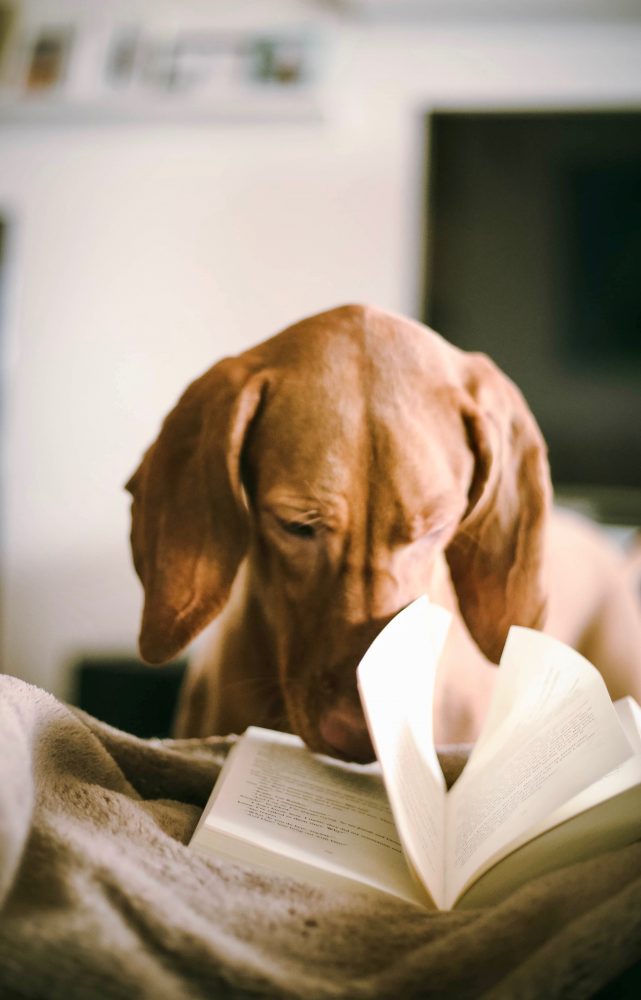 Photo of spaniel dog with his nose in a book, reading.