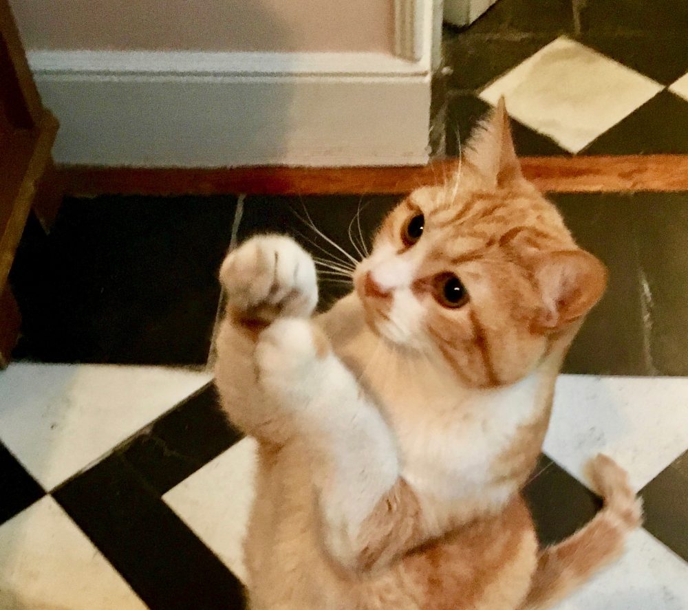 It's magical how WiFi stands and waves his paws!