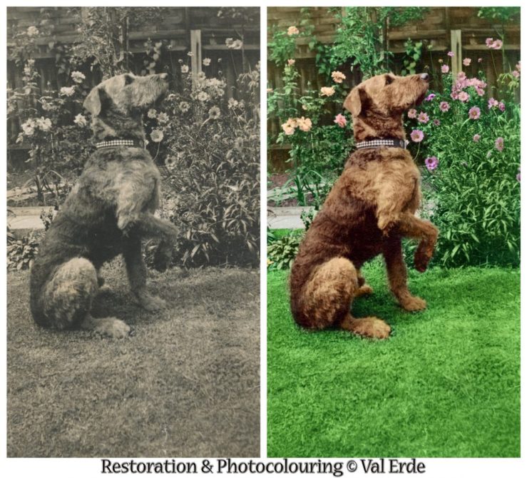 Dog in garden before and after. Photo coloring by Val Erde