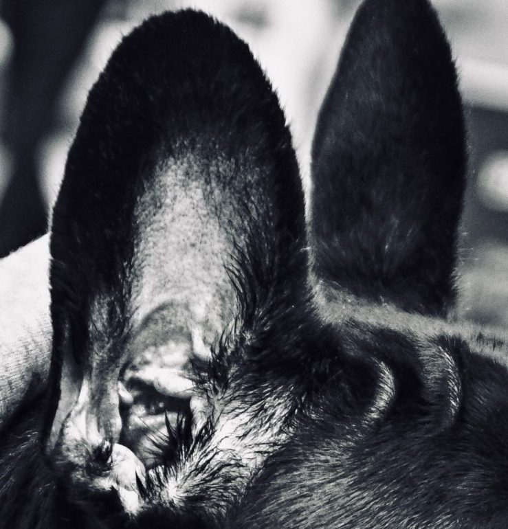 Detail of pug photo by Ryan McGuire