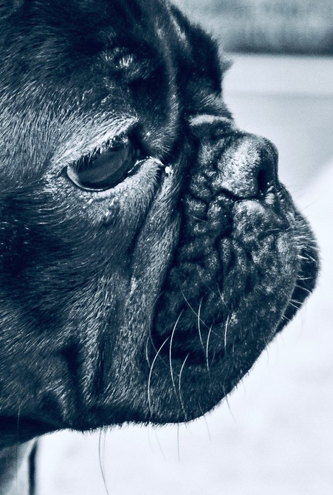 Detail of pug photo by Ryan McGuire