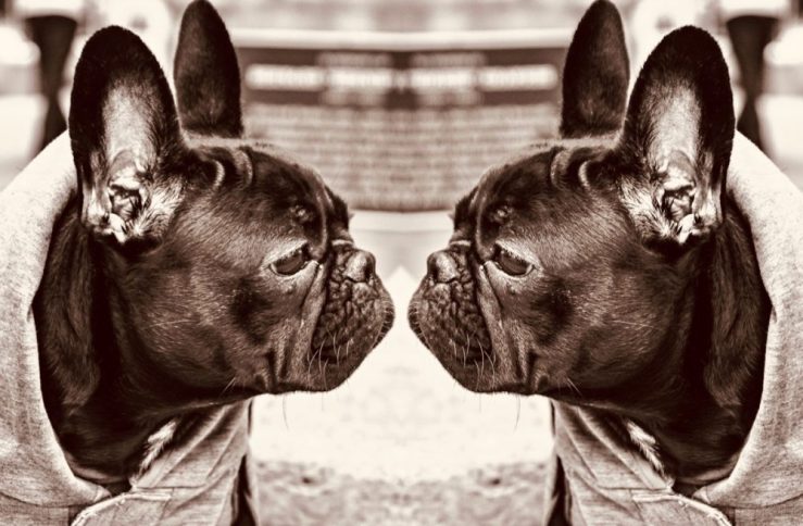 Pug photo by Ryan McGuire altered by da-AL