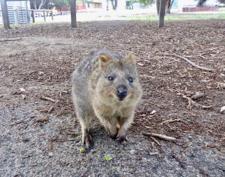 A quokka's smile is infectious. 