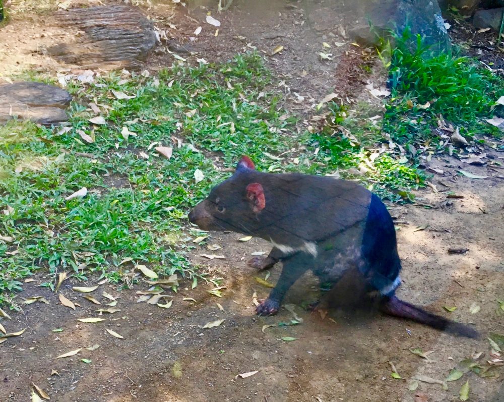 Tasmanian Devils have red ears!