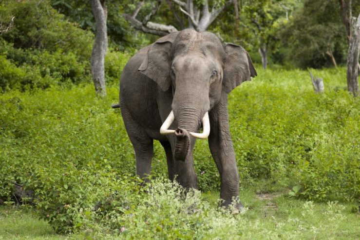 Indian elephant bull in musth in Bandipur National Park , by Yathin S Krishnappa - Own work, CC BY-SA 3.0, https://commons.wikimedia.org/w/index.php?curid=24916395