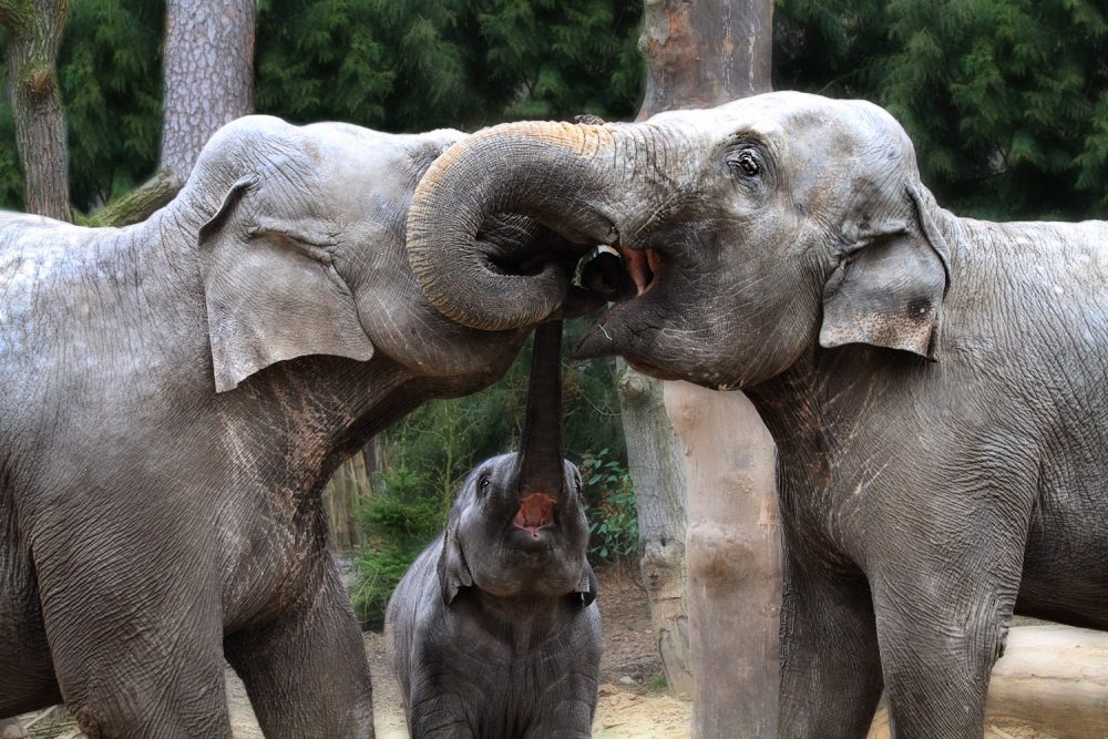 Asian elephants greeting each other by inter-twining their trunks By jinterwas - [1], CC BY 2.0, https://commons.wikimedia.org/w/index.php?curid=22849407