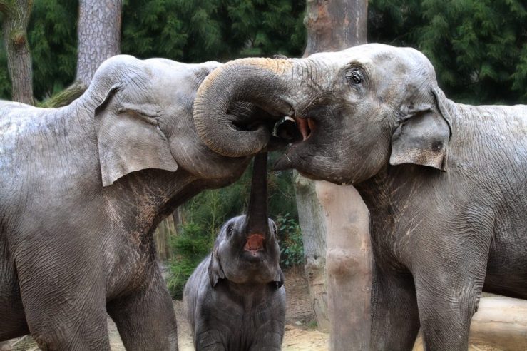 Asian elephants greeting each other by inter-twining their trunks By jinterwas - [1], CC BY 2.0, https://commons.wikimedia.org/w/index.php?curid=22849407 