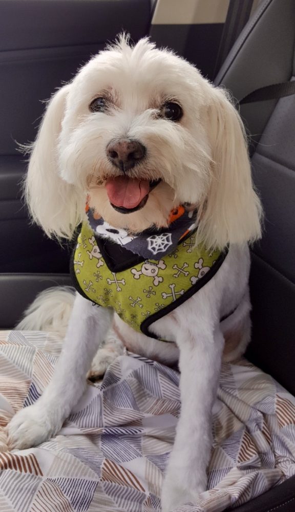 Here's Cousin Ana's Albert, on his way home from the groomer's.