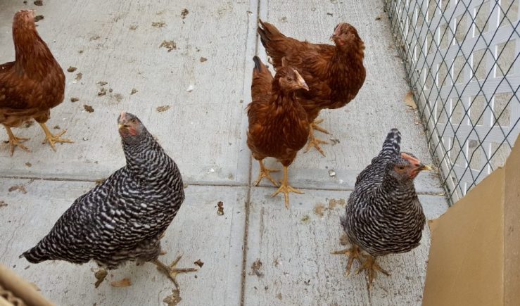 When Pepa was gone, Cousin Ana got 5 baby chicks. Here they are, 3 months old now! Surprise, one is another rooster... 