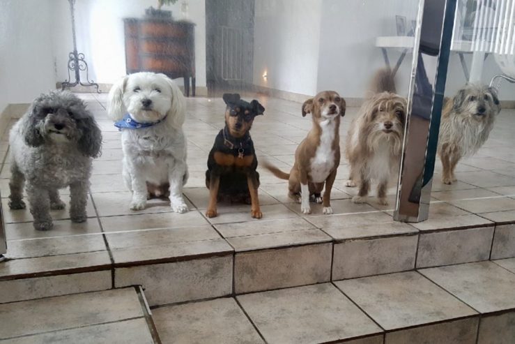 Cousin Ana's is heaven for needy little dogs! (L-R) Here's Tiky, Albert, Bella, Nike, Beethoven, Charlie. The last ones are brothers and sister.