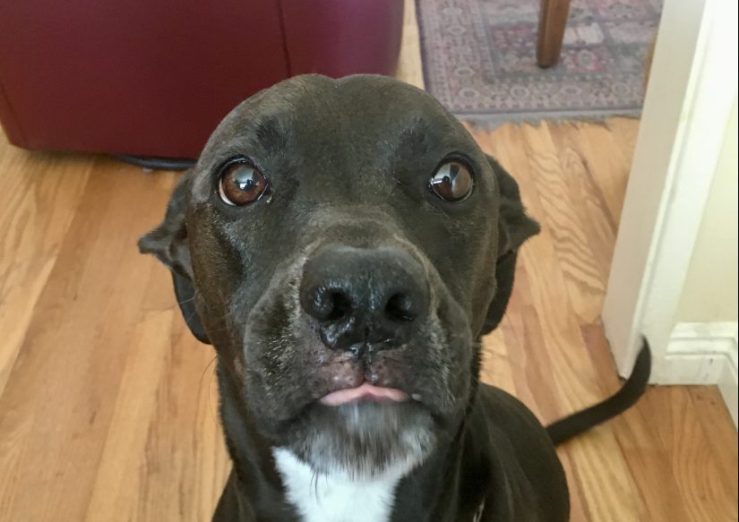 Our doggie sits politely for pumpkin seeds.