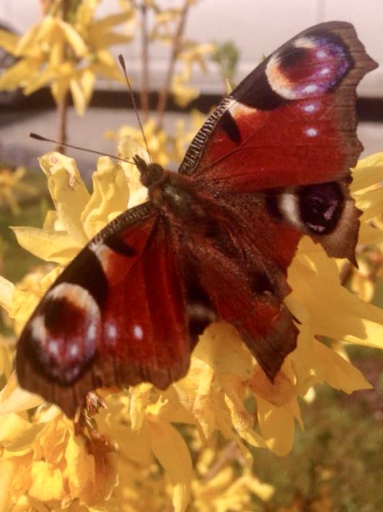 Photo of a butterfly by author Alice Renaud.