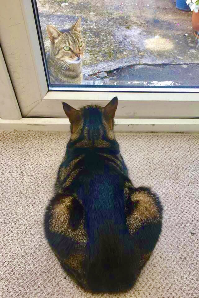 Photo by author Alice Renaud of her aunt's tabby and a neighbor.
