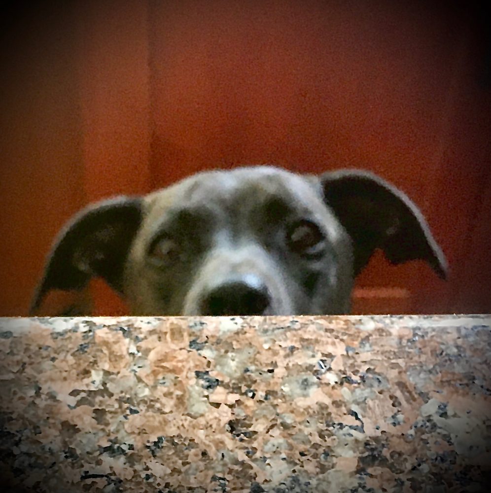 Little K-D girl definitely loves her meat — and anything else her people are eating. Here she works her hypnosis… Photo thanks to Khashayar Parsi