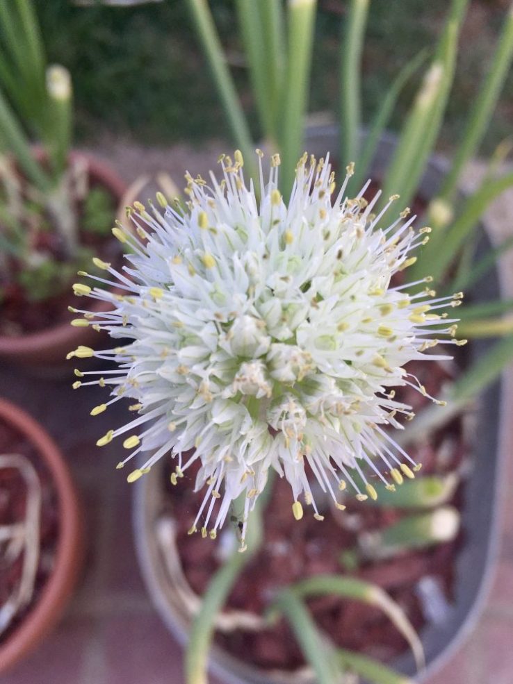Closeup of flower on a green onion. 