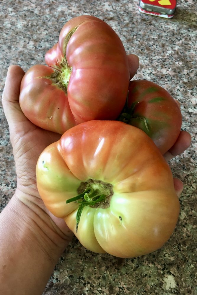 Close up of 3 huge tomatoes from my garden.