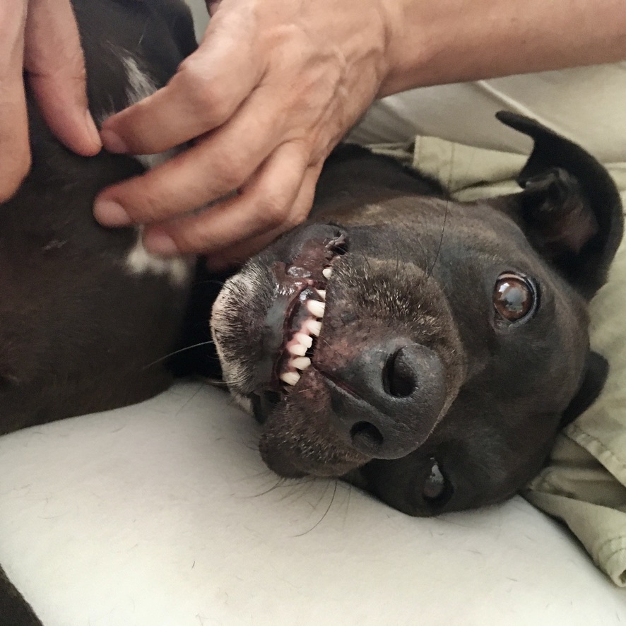 K-D doggie was overjoyed when her people returned home and she loved getting her chest rubbed.