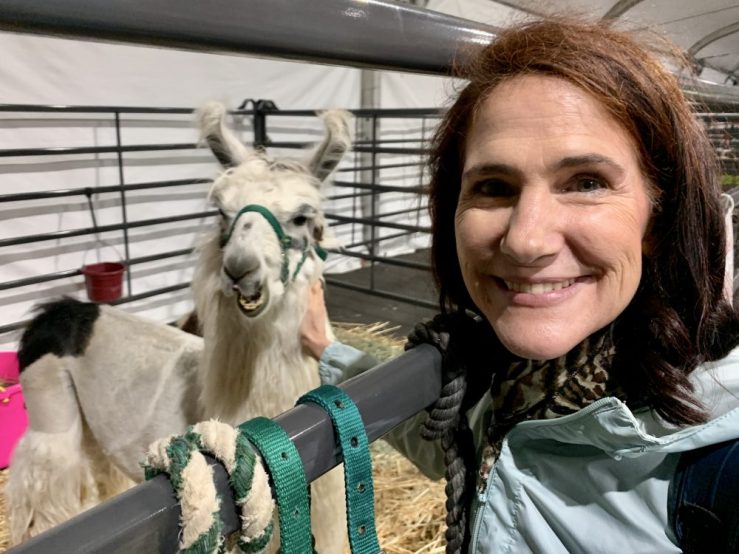 da-AL petting a very cute white llama at the Orange County Fair.