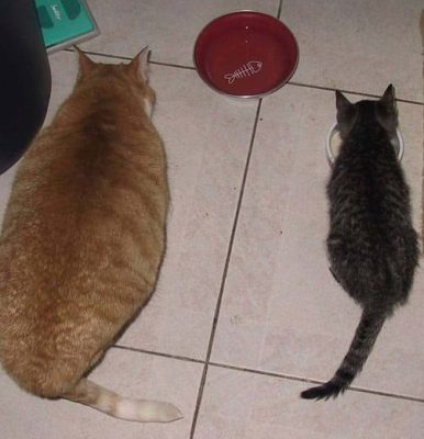 Photo of a brown cat and a black one looking at a bowl that's painted with a fish on it.