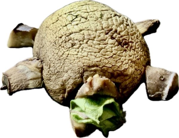 A turtle made out of a mushroom eats spinach. Food art by Khashayar Parsi.