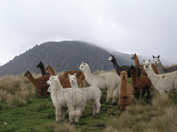 Alpacas photographed by Philippe Lavoie.