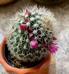 The same as this simple cacti surprised me by blooming an unexpected crown, strangers can offer wonderful surprises.