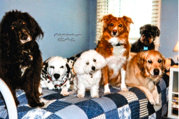 Debbie D.'s dogs sit attentively and calmly.