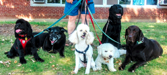 Debbie D. with many dogs on leashes, all of them sitting nicely!