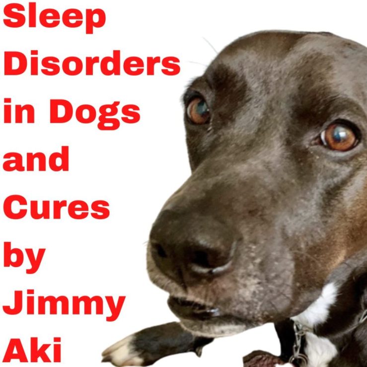 Extreme closeup of face of black and white pitbull mix dog