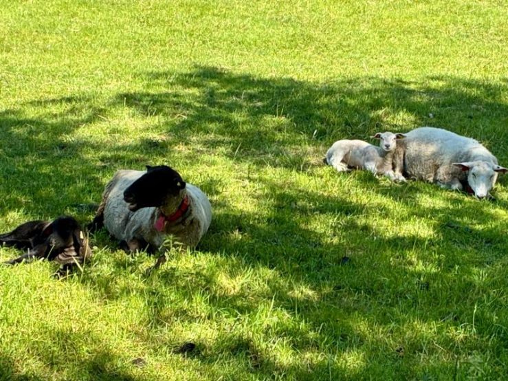 Baby lamb and mothers grazing in a pasture in the Norwegian countryside.