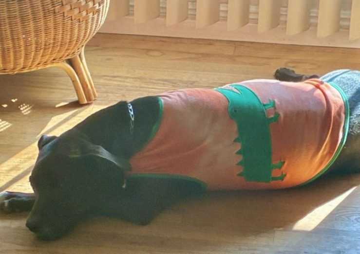 Dog sunbathing in a patch of sunlight indoors, representing the author's writing life in Los Angeles.
