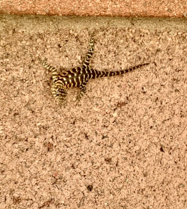stripey lizard close-up