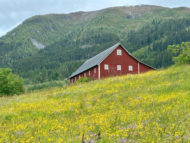 A red farmhouse along green mountain and yellow flowers, near Vik, Norway.