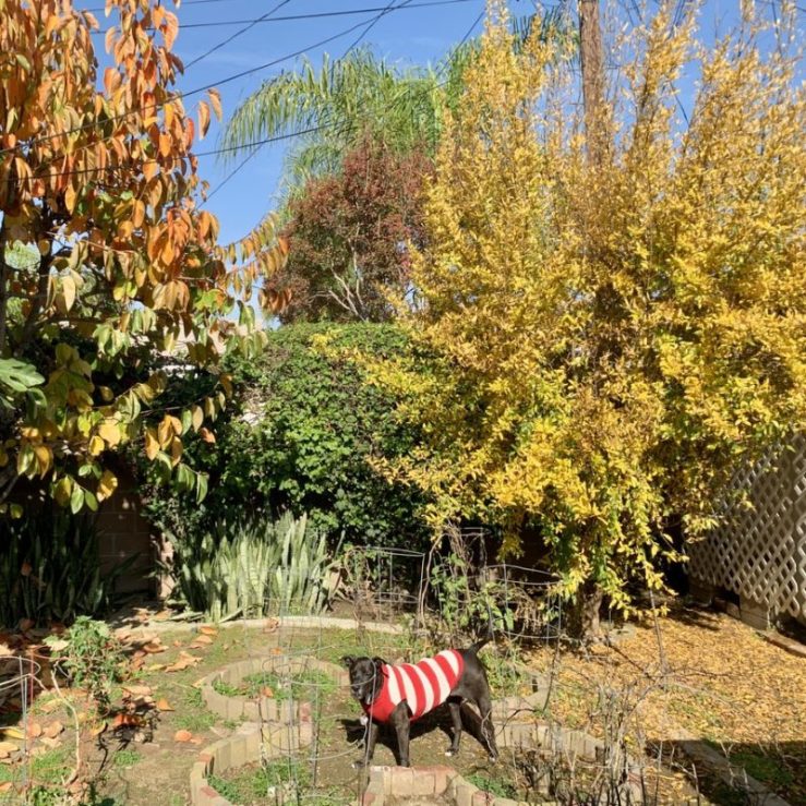 Photo of a dog wearing a red and white striped sweater amid a backyard covered in golden leaves that have fallen from fruit trees. 