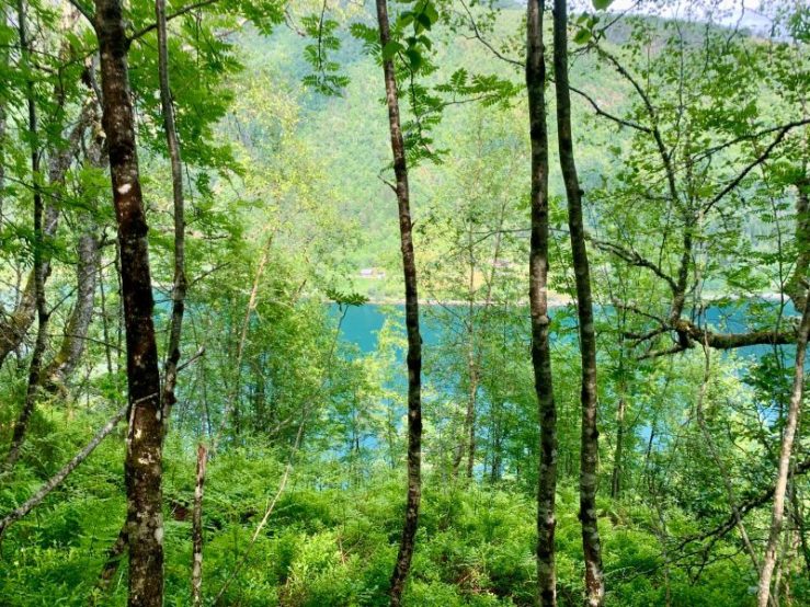 View through trees of turquoise fjord waters.