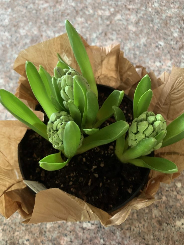 Close-up of tightly closed green hyacinth buds in a small pot wrapped in brown paper, preparing to bloom for Persian New Year.