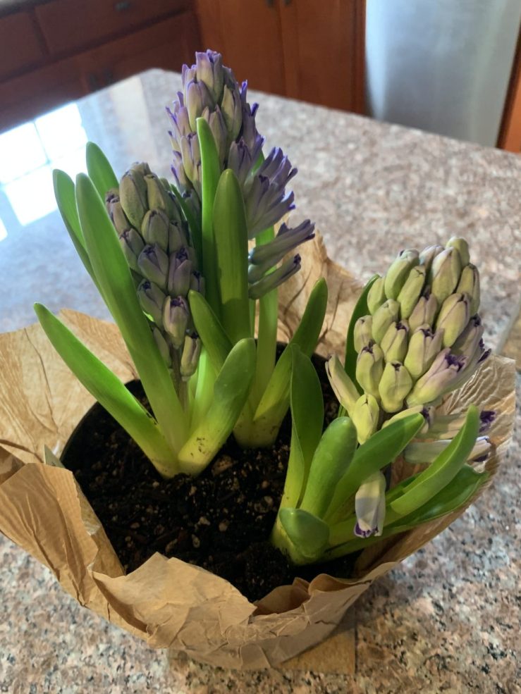 Growing hyacinth plant with buds just beginning to show hints of purple petals, a traditional Nowruz spring flower.
