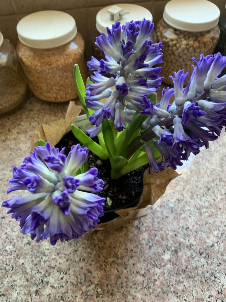 Beautiful purple hyacinth flowers partially opened in a potted plant, symbolizing the approach of spring and the Persian New Year.