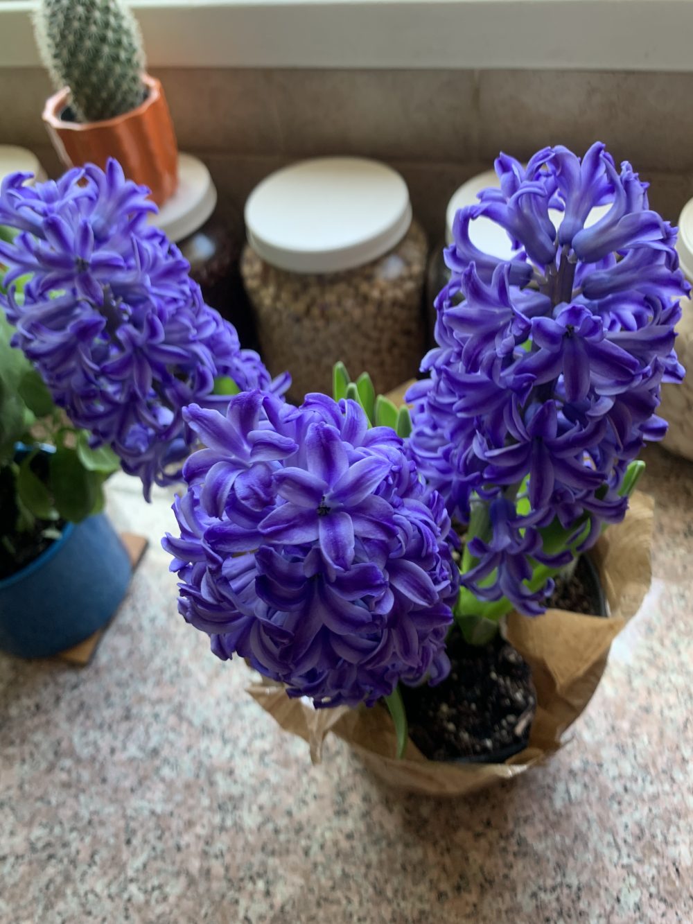 ibrant, fully bloomed purple hyacinth flowers in a pot, a beautiful and traditional addition to a Nowruz Haft-Sin table.