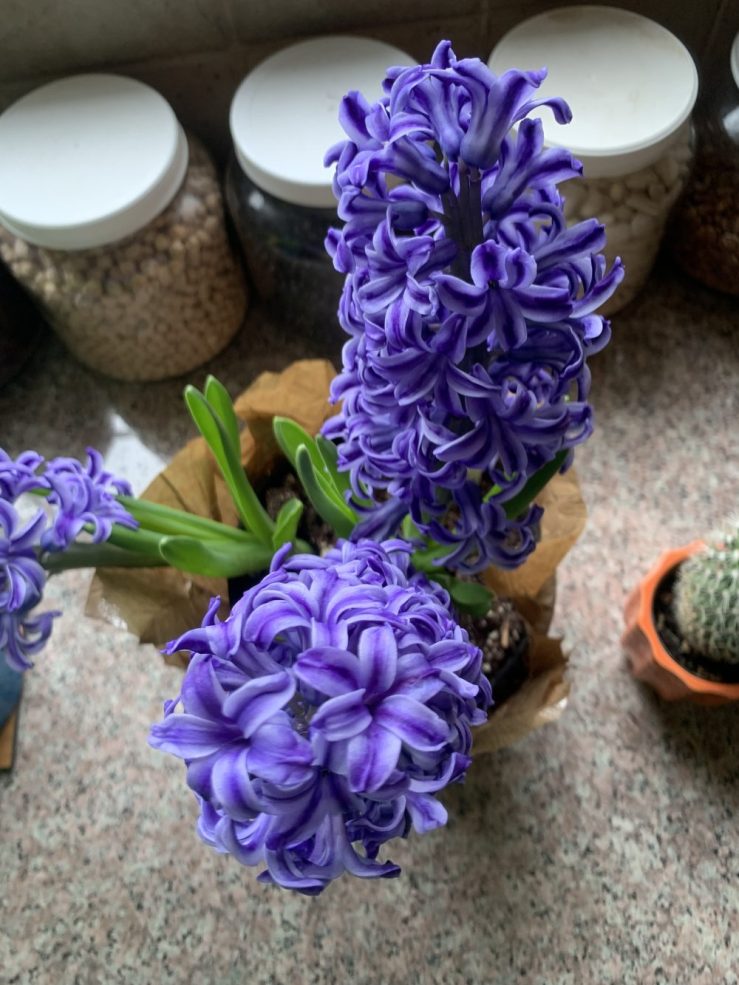 Top-down view of a stunning, fully blooming purple hyacinth plant, representing hope and renewal for the Persian New Year.